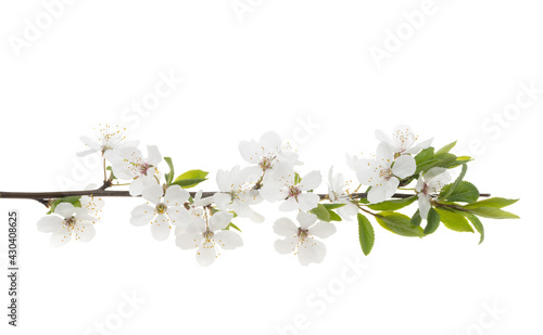 flowering branch of cherry isolated