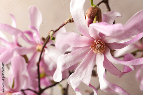 Fototapeta Naklejka Na Ścianę i Meble -  Magnolia tree branches with beautiful flowers on beige background, closeup