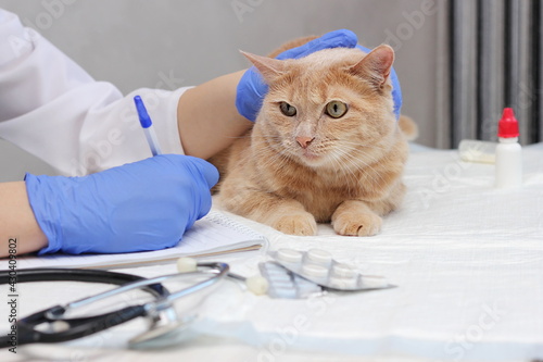 At the vet's. A red cat is being examined by a veterinarian. treatment for pets.