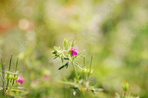 spring background with grass and flowers. For use as a backdrop