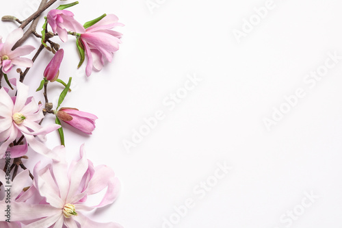 Magnolia tree branches with beautiful flowers on white background, top view