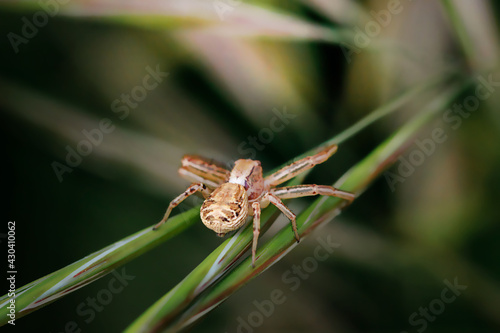 Cute small spider in its habitat. Insect detailed portrait with soft green background. Wildlife scene from nature.