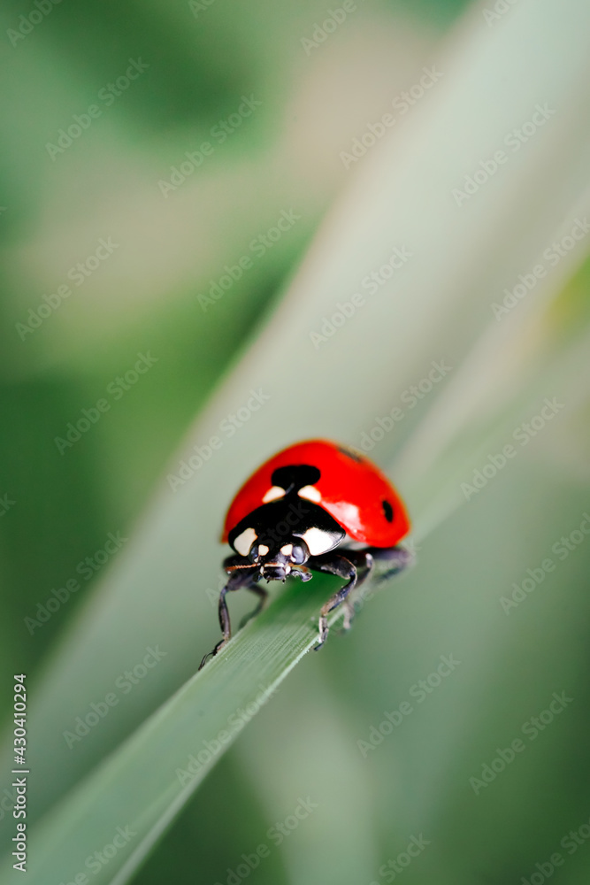 Fototapeta premium Spring Nature background. Green grass with ladybug. Beautiful nature background with morning fresh grass and ladybug.