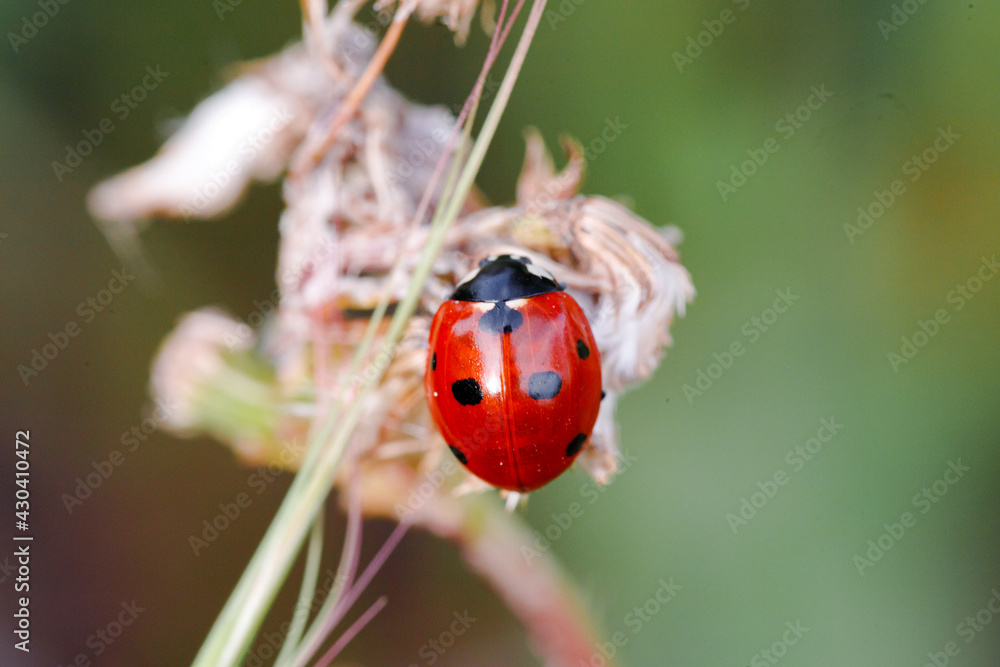 Spring Nature background. Green grass with ladybug. Beautiful nature background with morning fresh grass and ladybug. Spring Nature background. Green grass with ladybug. Beautiful nature background with morning fresh grass and ladybug.