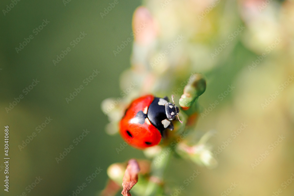 Spring Nature background. Green grass with ladybug. Beautiful nature background with morning fresh grass and ladybug. Spring Nature background. Green grass with ladybug. Beautiful nature background with morning fresh grass and ladybug.