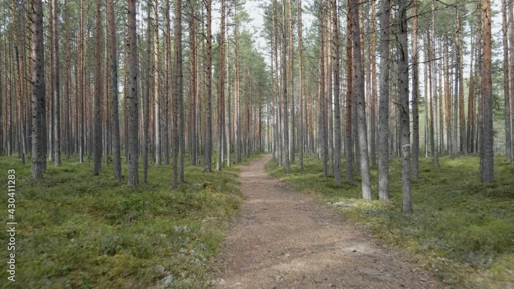 fly a drone in the pine forest, along the road, right in front fly a drone in the pine forest, along the road, right in front