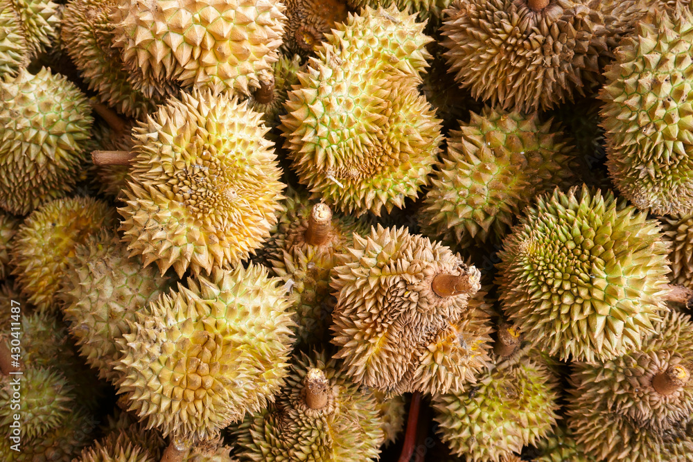 Durian in the market.Taste of durian fruit buffet festival Durian in the market.Taste of durian fruit buffet festival