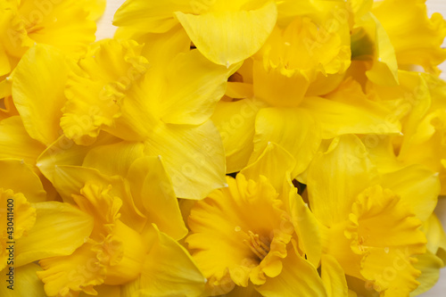 Beautiful daffodils as background, closeup. Fresh spring flowers