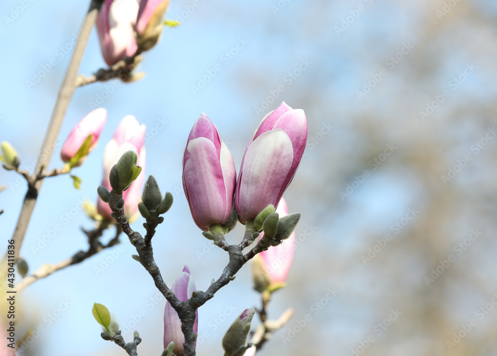 Beautiful blooming Magnolia tree on sunny day outdoors, closeup. Space for text Beautiful blooming Magnolia tree on sunny day outdoors, closeup. Space for text