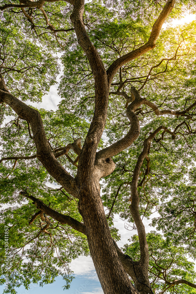 Fototapeta premium Sun light shining through forest green large tree.