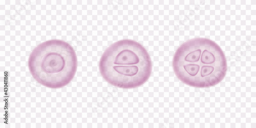 Egg human cells division stages isolated on transparent background. Vector pink organism reproduction stem template. Embryo evolution pattern