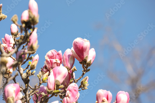 Beautiful blooming Magnolia tree on sunny day outdoors. Space for text