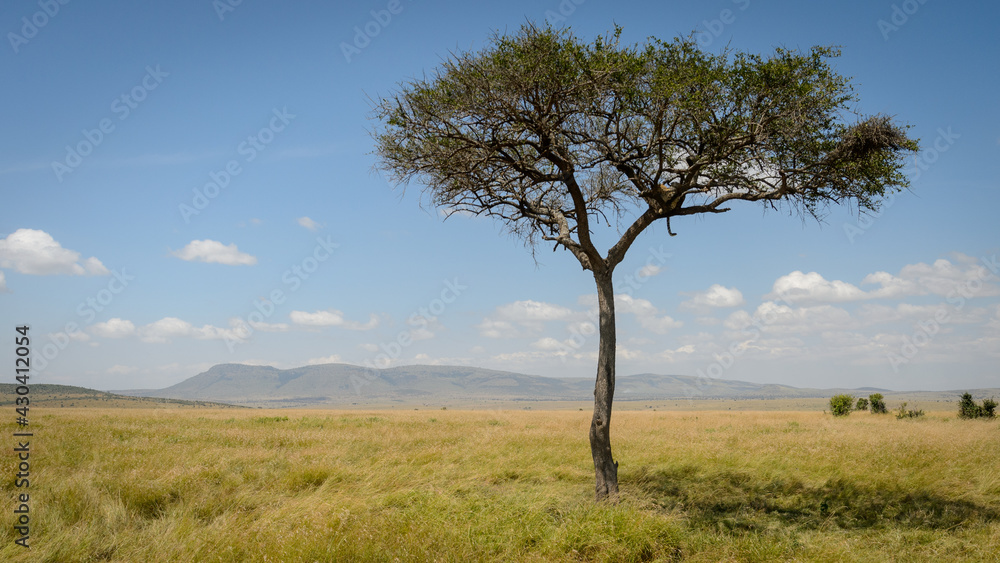 Marula tree (Sclerocarya Birrea) in Kenyan landscape with leopard sleeping in it, with negative space Marula tree (Sclerocarya Birrea) in Kenyan landscape with leopard sleeping in it, with negative space