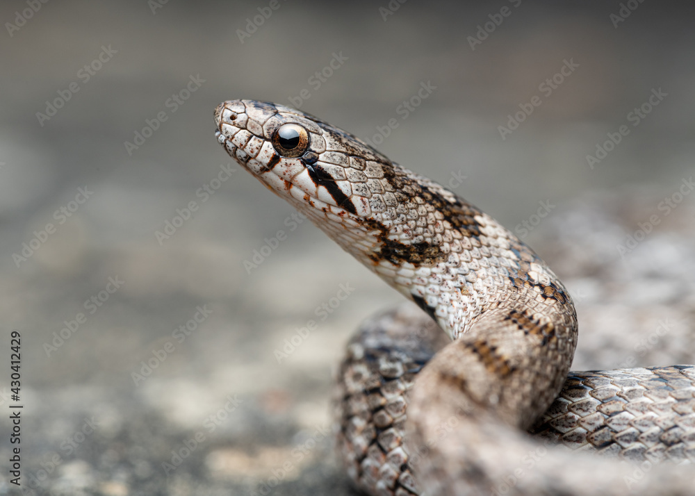 Southern smooth snake (Coronella girondica) Southern smooth snake (Coronella girondica)