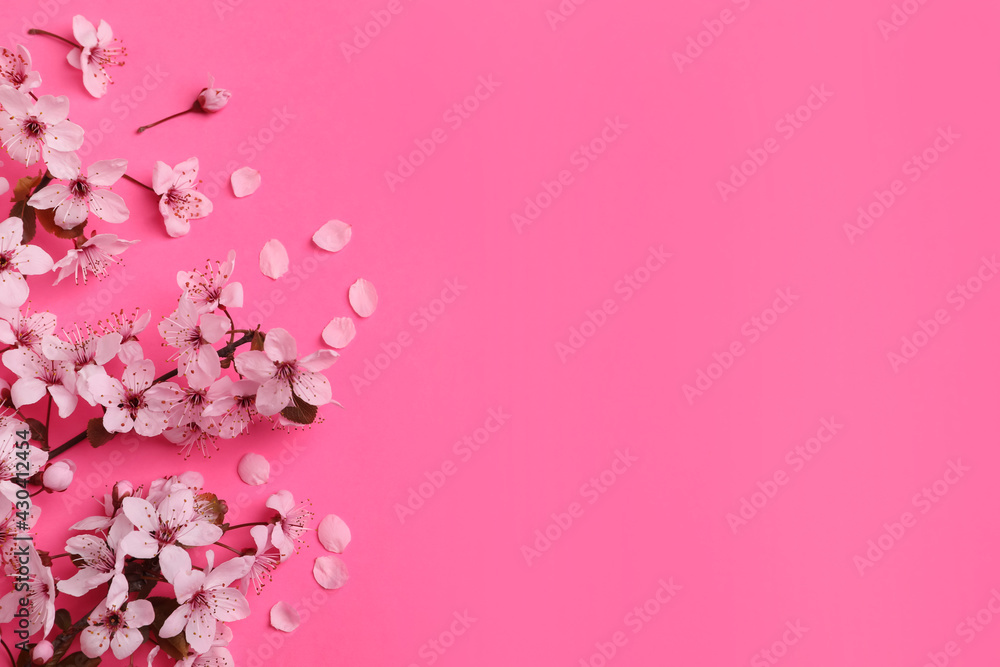 Beautiful spring tree blossoms on pink background, flat lay. Space for text