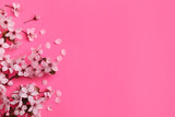 Beautiful spring tree blossoms on pink background, flat lay. Space for text