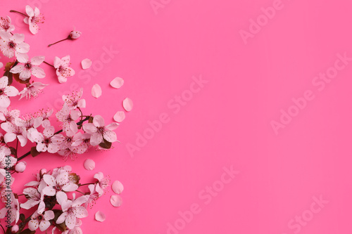 Beautiful spring tree blossoms on pink background, flat lay. Space for text © New Africa