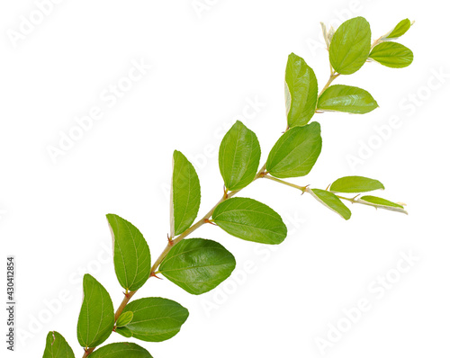 Jujube leaf isolated on white background