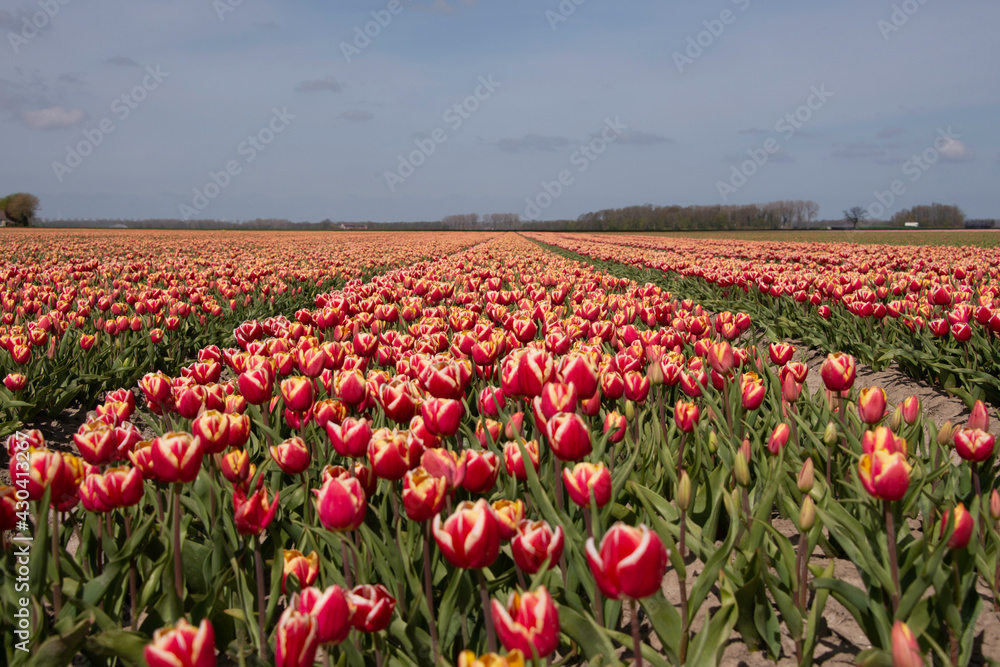 field of pink tulips in spring