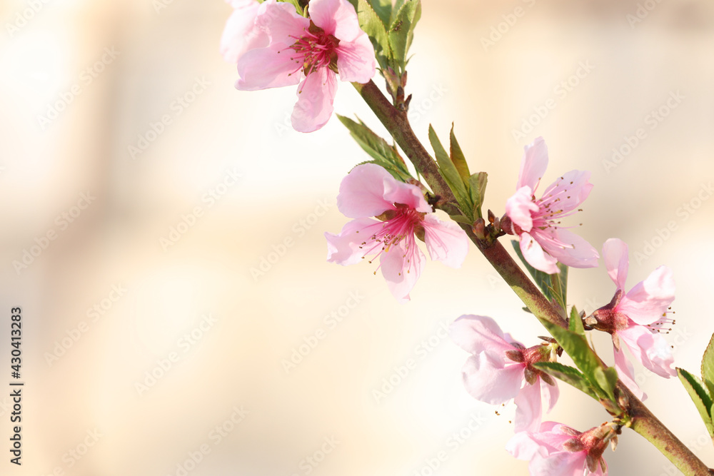 Obraz premium Blossoming spring tree outdoors, closeup. Space for text