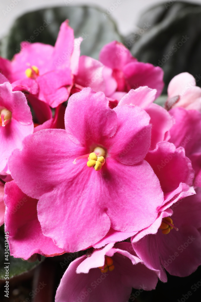 Beautiful violet flowers, closeup. Plant for house decor Beautiful violet flowers, closeup. Plant for house decor