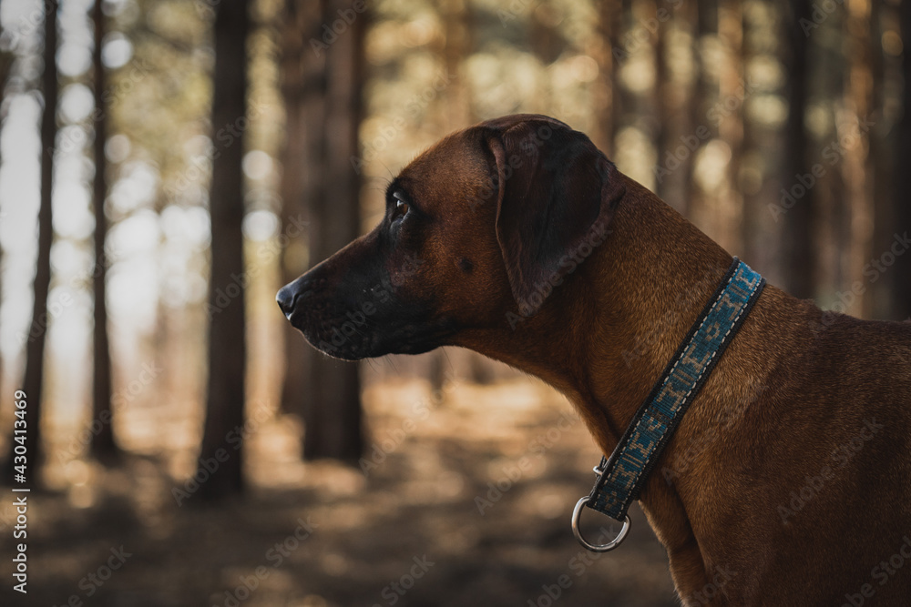 Beautiful dog rhodesian ridgeback hound outdoors on a forest background. A close-up portrait of a dog