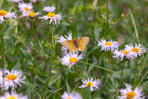 A Mormon Fritillary Butterfly enjoys Spring by flying around to Purple Fleabane flowers in Springtime.
