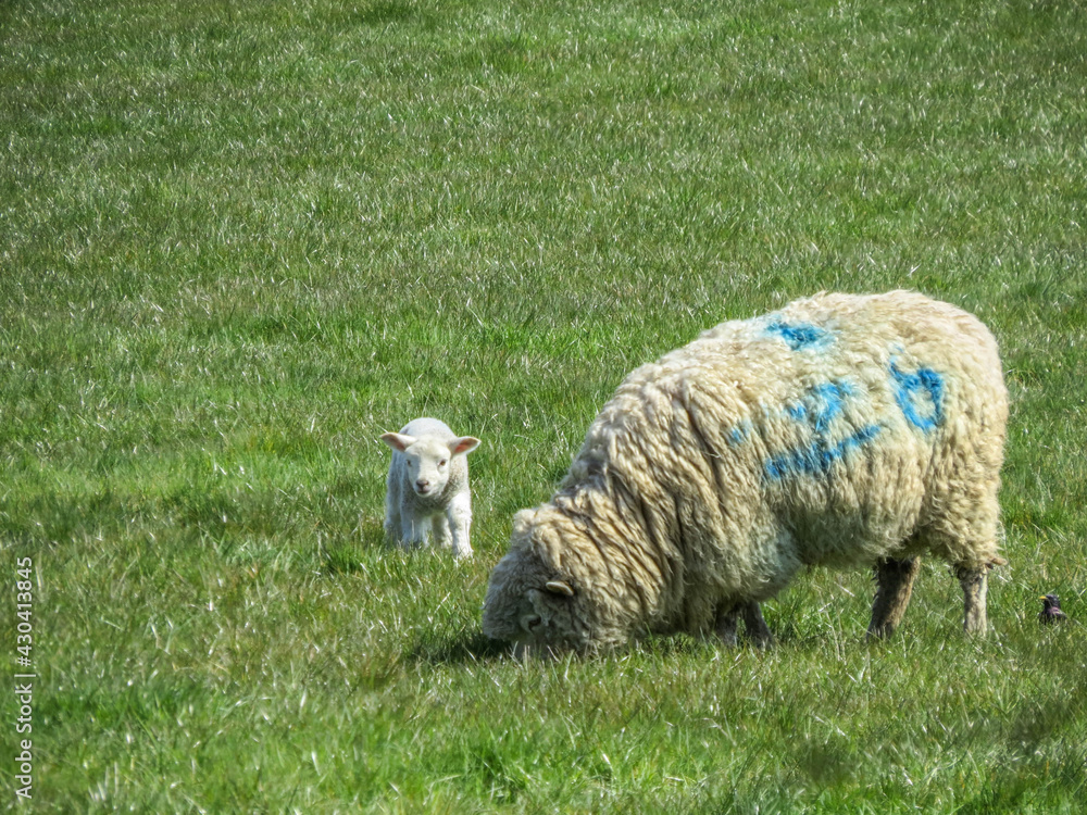 cute lamb in the meadow with ewe