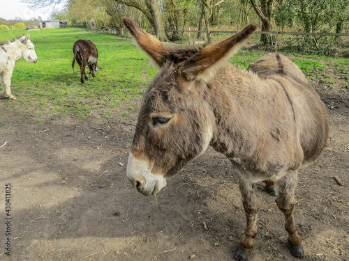 beautiful donkeys in the spring sunshine