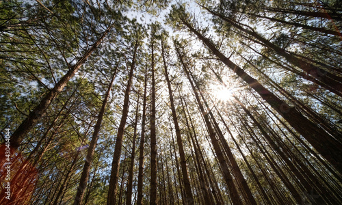 View up or bottom view of pine trees in  forest  in sunshine. Royalty high-quality free stock photo image scenic view of big and tall pine tree with sun light in the forest when looking up blue sky
