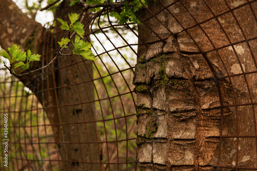 Tree growing through a wire fence, nature always finds ways to survive photo