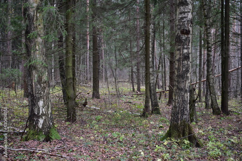 forest in autumn