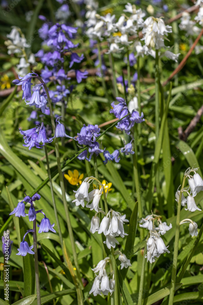 Obraz premium pretty blue and white Spanish bluebells
