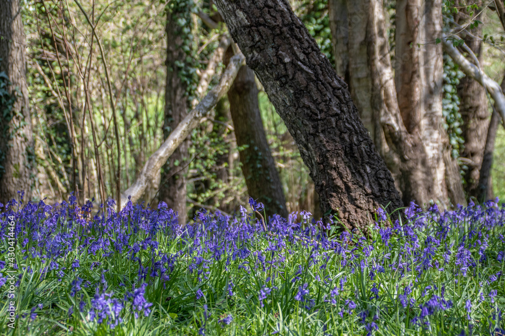 Obraz premium carpet of bright bluebells in the woodland