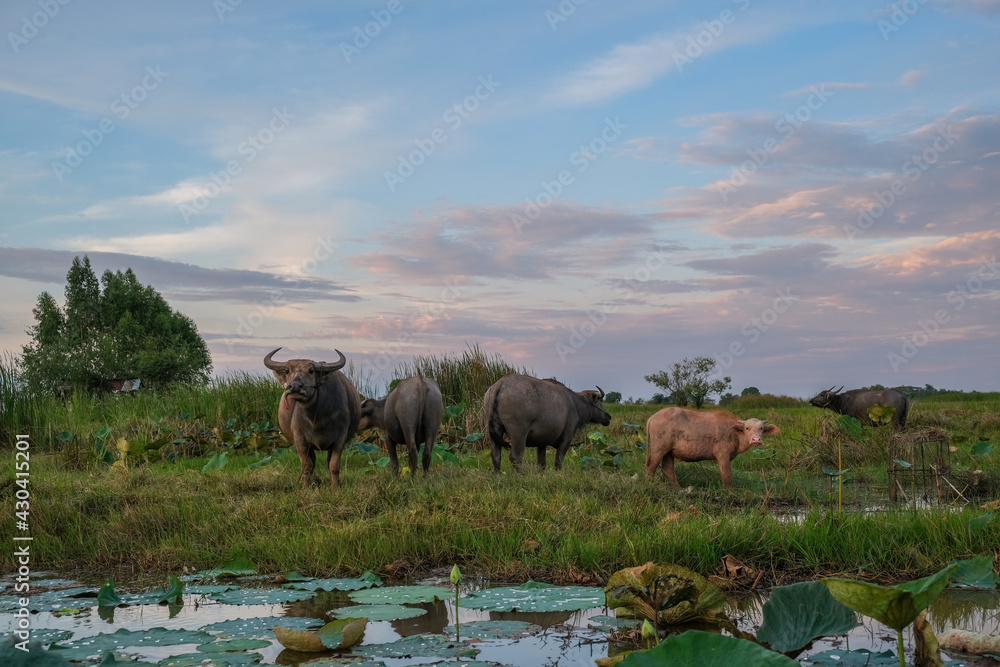 a group of buffalo herds Inside a Thai grass field, staring at a camera