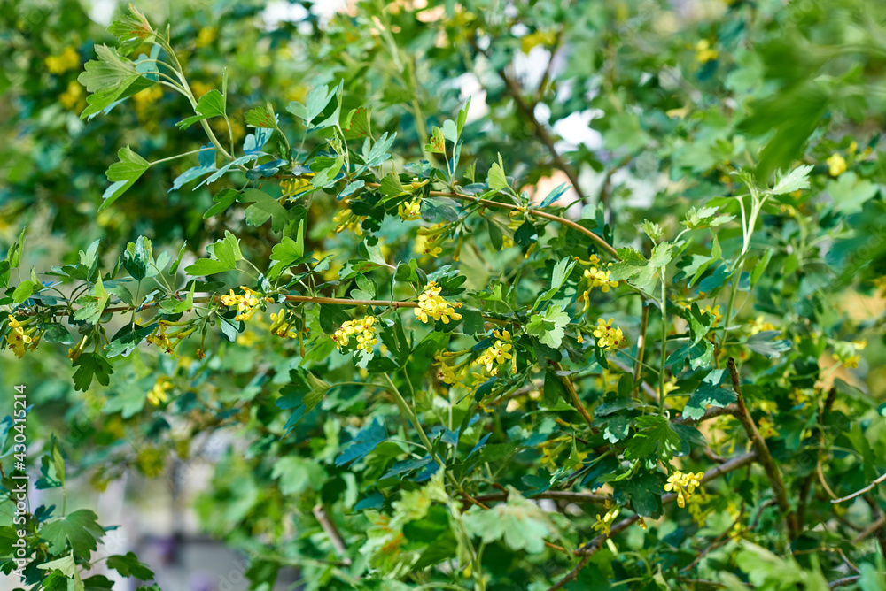 Ribes aureum, small yellow inflorescences, strewn with thin branches of the bush. Blurred background