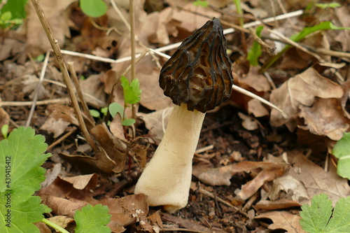 Black morels mushroom (morchella elata, morchellaceae) are excellent tasting edible mushrooms and sought after as a delicacy. Garbsen, city park Schwarzer See, Lower Saxony, Germany at spring time.
