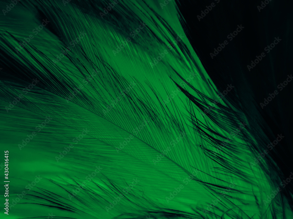Fototapeta premium Beautiful abstract green feathers on white background, yellow feather texture on dark pattern, green background, feather wallpaper, love theme, valentines day, green gradient texture