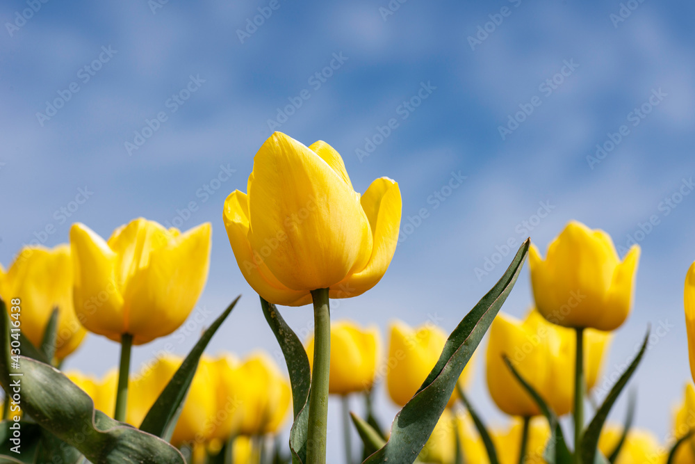 Fototapeta premium Ant eye view of Yellow Tulips in field, with blue sky back ground, close up.