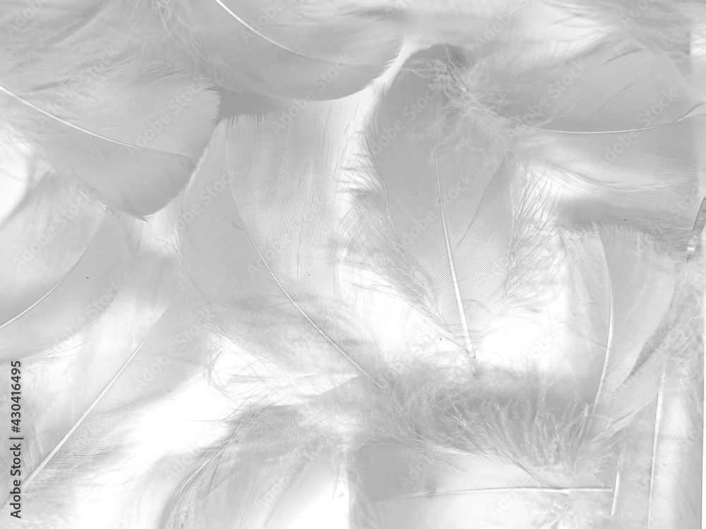 Obraz premium Beautiful abstract black feathers on white background and soft white feather texture on white texture pattern, dark theme wallpaper, gray feather background, gray banners, white gradient