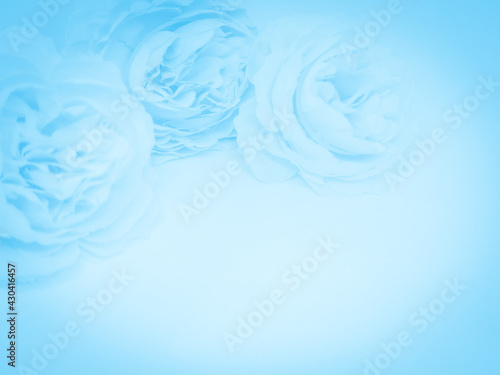 Beautiful abstract light blue flowers on white background, white flower frame,  blue leaves texture, gray background, valentines day, love theme, blue gradient texture