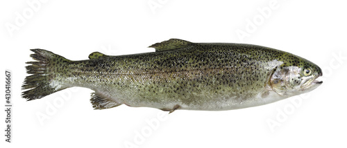 trout isolated on white background