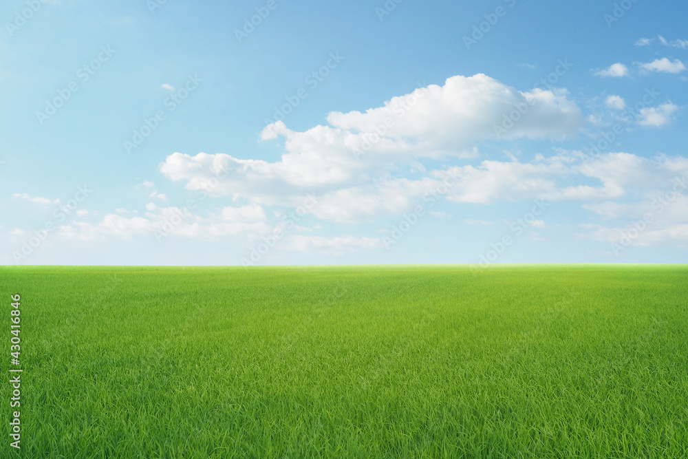 field on a background of the blue sky