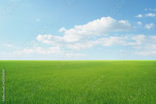 field on a background of the blue sky photo