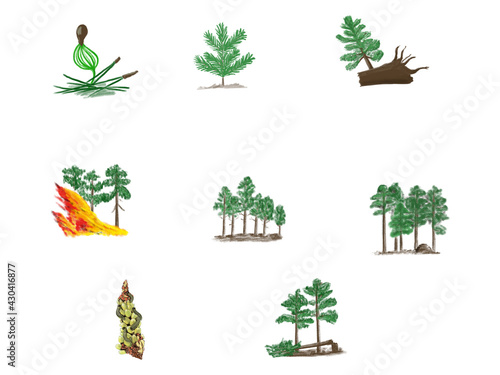 Billede på lærred Wald, Sukzession, succession