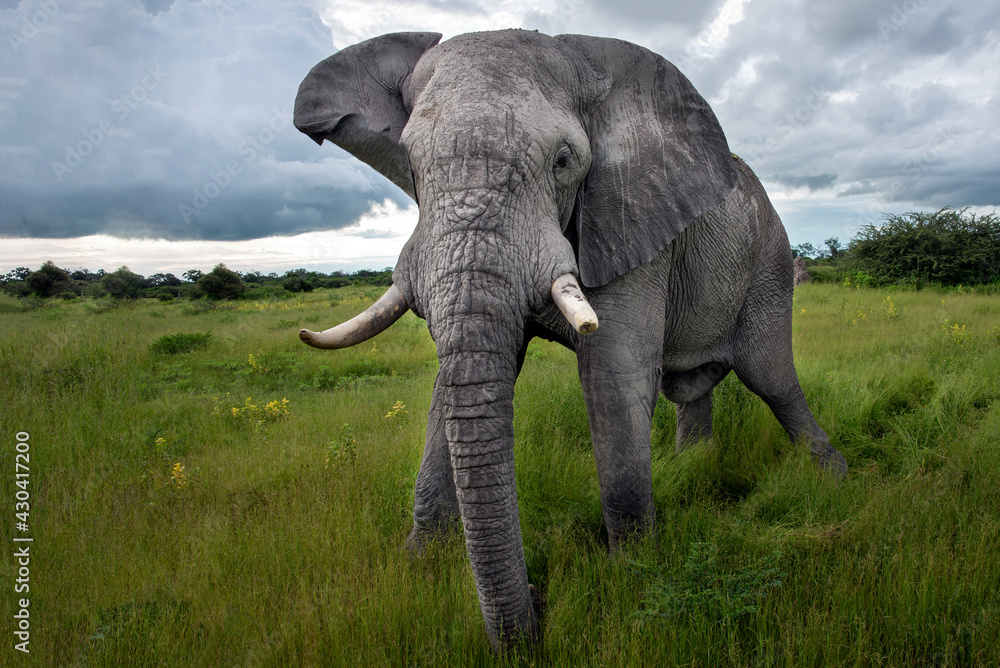 Fototapeta premium Old elephant bull