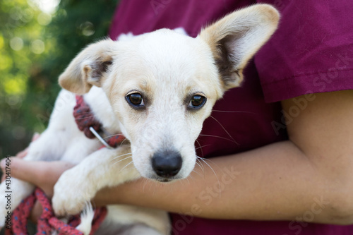 Wallpaper Mural Young white dog on vet's hands Torontodigital.ca