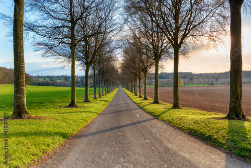 Fotografie An avenue of beech trees at Moor Crichel