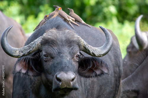 Foto Buffalo with ox-peckers