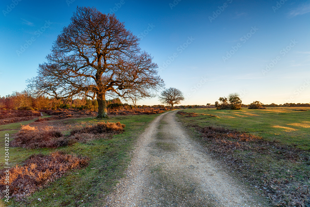 Fototapeta premium Mog Shade in the New Forest